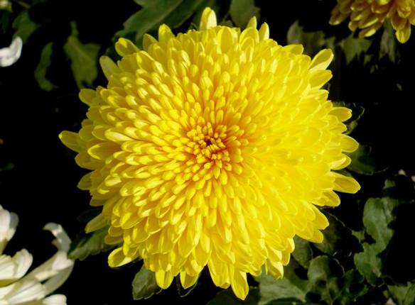 菊花代表的人生态度 菊花代表什么精神品质