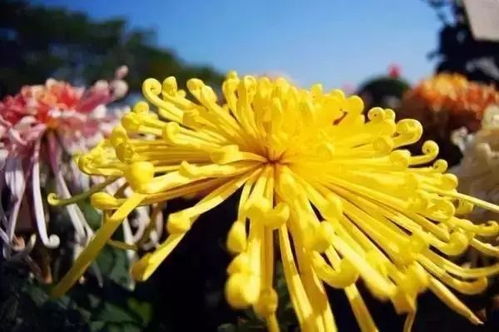 菊花8月份还能修剪吗 菊花立秋后还能打顶吗