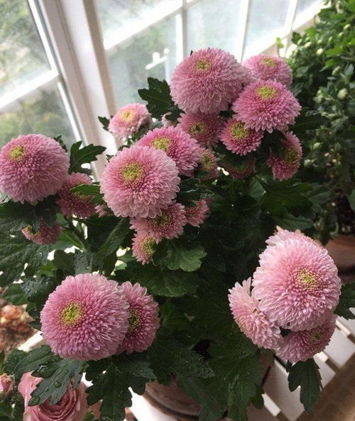 菊花夏天长得太高了怎么修剪 8月份菊花太高怎么办