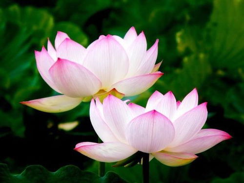 莲花代表什么 莲代表的寓意和象征