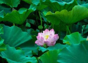 莲花的七个特点 莲花的三个特征