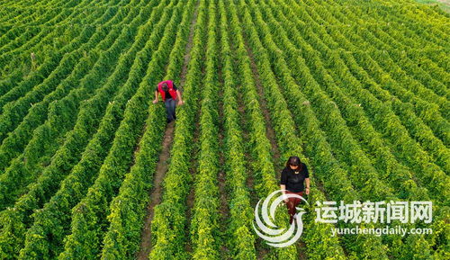 莲子田第二年如何翻耕 莲子的田间管理