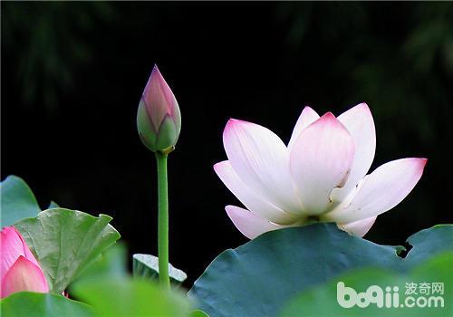 莲子荷花怎么种 莲子种子怎么种植视频