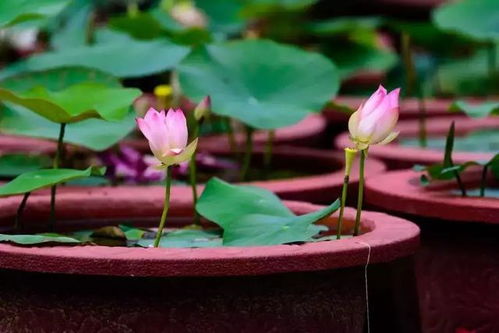 莲藕开的花是不是荷花 莲藕种几年可以开荷花