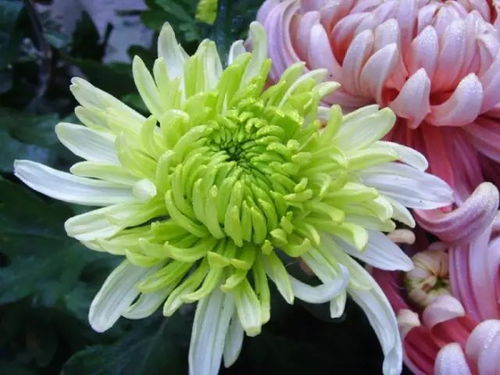 菊花什么时候开花 菊花什么时候开放什么季节