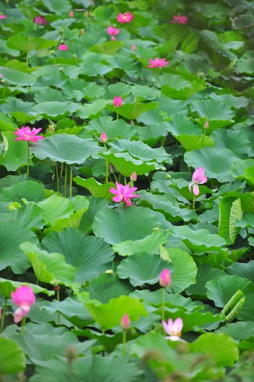 莲花是不是就是荷花 结藕的是荷花还是莲花