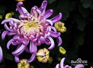 菊花代表什么性格的人 菊花象征哪一种人
