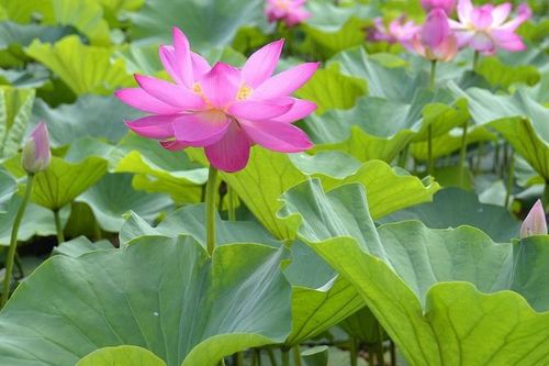 莲花的105种别称 莲花最有禅意的名字