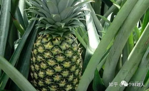 菠萝与凤梨是一种吗 菠萝与凤梨的区别在哪里