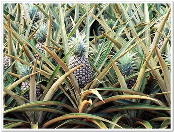 菠萝是长在树上还是地上 菠萝的生长过程图片
