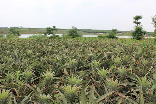 菠萝种植几年才能结果 菠萝可以重复长果吗