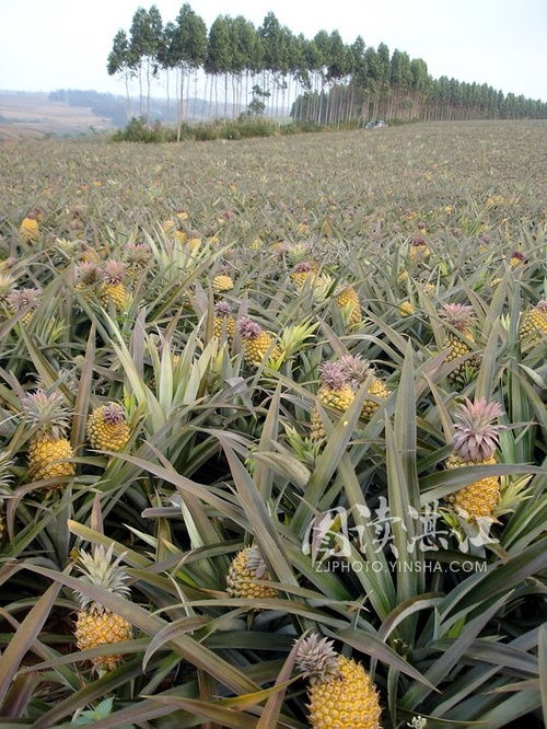 菠萝在树上结的还是在地上长出来的 菠萝地上长的照片
