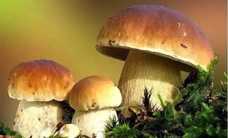菌在什么情况下读四声 牛肝菌为什么不读四声