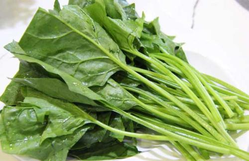 菠菜种子一般几天发芽 八月份种菠菜几天能出来