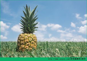 菠萝是去火还是上火 菠萝是上火的水果吗