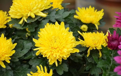菊花的象征意义及寓意 菊花所代表的精神品质