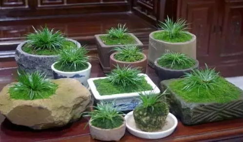 菖蒲的文化内涵 菖蒲古代别称