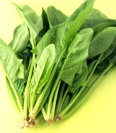 菠菜是什么样子 菠菜图片