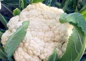 菜花最晚几月份播种 花菜8月能种植吗