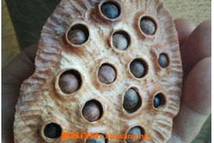 莲蓬是怎么形成的 莲蓬壳煮水喝的功效