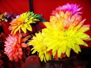 菊花适合送给什么人 菊花送人吉利吗