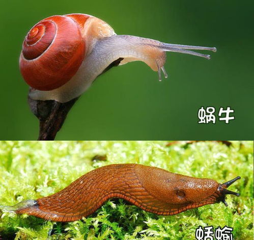 菜地里有蜗牛太多怎么灭 消灭菜地蜗牛土办法