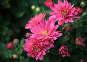 菊花的外形特点描写 菊花的形状千姿百态,有的像