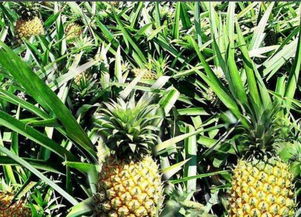 菠萝和凤梨是不是一个东西 菠萝和凤梨百度百科