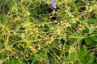 菟丝花比喻什么 菟丝花是贬义词还是褒义