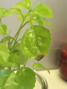 菜豆树几天浇一次水 菜豆树为什么一碰就掉叶子