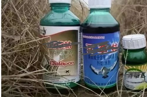 菜打了除草剂几天能吃 除草剂三天后的菜能吃吗