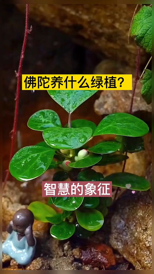 菩提树扦插方法 小盼菩提几月扦插最好
