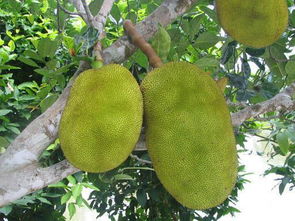 菠萝蜜树最抗寒的品种 菠萝蜜什么品种最好吃