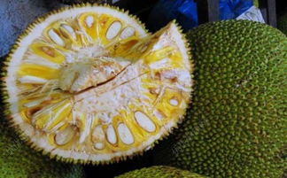 菠萝蜜的籽发芽了还能煮来吃吗 菠萝蜜中间流白色的浆