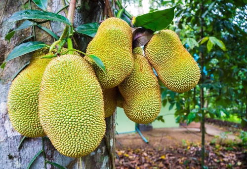 菠萝蜜长期保存方法 菠萝蜜能冷冻保存吗