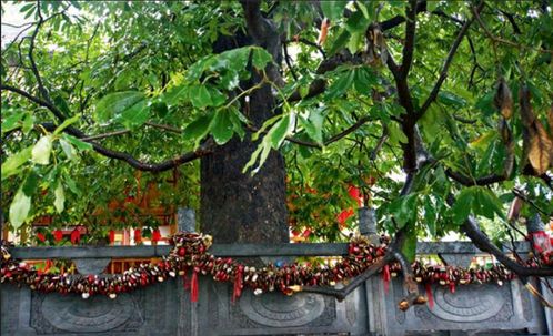 菩提树象征什么意思 家里种菩提树吉利吗