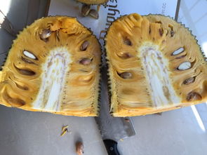 菠萝蜜种子发芽了还能吃吗 菠萝蜜籽吃了会不会中毒