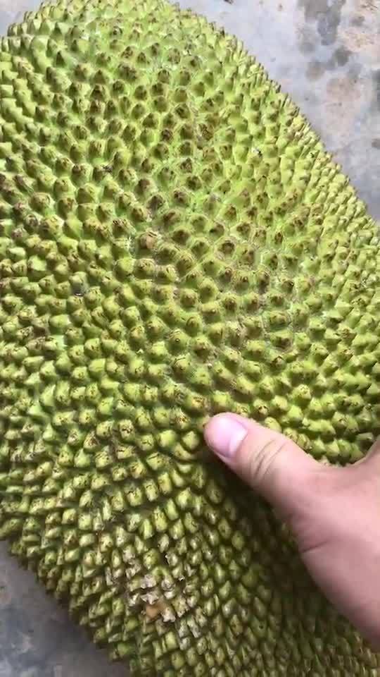 菠萝蜜开一半继续养熟 已剥出的菠萝蜜肉有点生