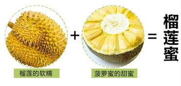 菠萝蜜和榴莲的关系 榴莲蜜的种植方法