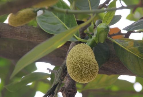 菠萝蜜籽吃了有什么好处 菠萝蜜一天最多吃几颗