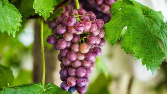 葡萄为啥扦插不嫁接 葡萄扦插第二年会挂果吗