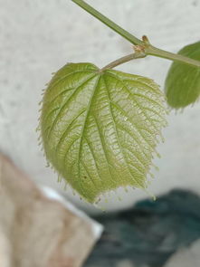 葡萄叶子烧焦了一样是什么病 葡萄叶边缘像火烧了一样
