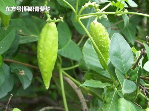 萝藦的壳泡水一次几个 萝藦哪个部位壮阳