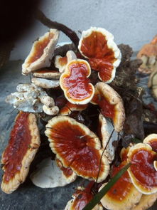 葡萄种子能种出葡萄吗 葡萄籽怎么种出小苗