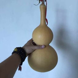 葫芦长大了太重怎么办 葫芦太重怎么托住图片