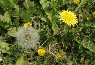 蒲公英10个品种 正宗的蒲公英是哪一种