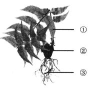 葫芦藓有根吗 红藻有根吗