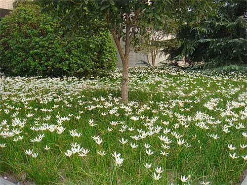 葱兰怎么养才能爆盆 什么花最好看