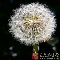 蒲公英做头像吉利吗 蒲公英的风水上什么说法