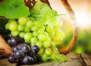 葡萄玻璃翠的功效和作用 玻璃翠葡萄百度百科